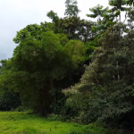 Finca 182H para Conservación de Montaña en Sarapiquí, Costa Rica
